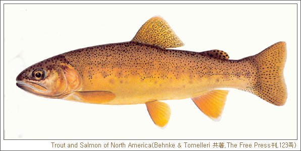 Gila Trout